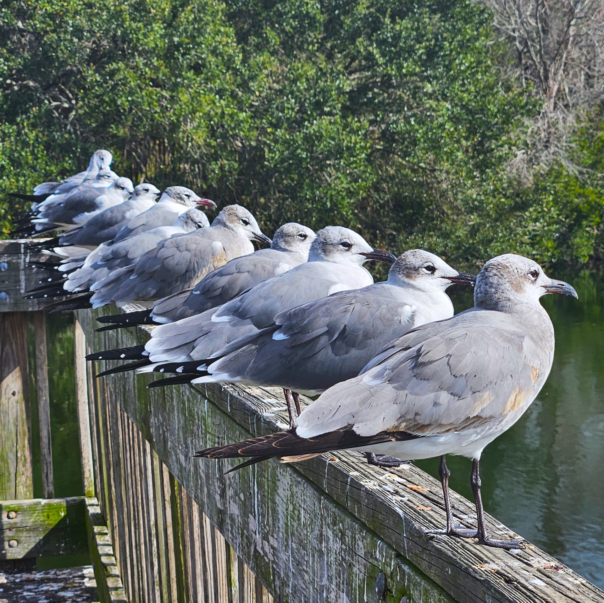 2nd PrizeAssigned Pictorial In Class 1 By Joann Giannola For All My Gulls In A Row DEC-2024.jpg